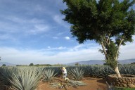 Las remesas impulsan la adquisición de nueva tierra, según un estudio financiado para Banxico