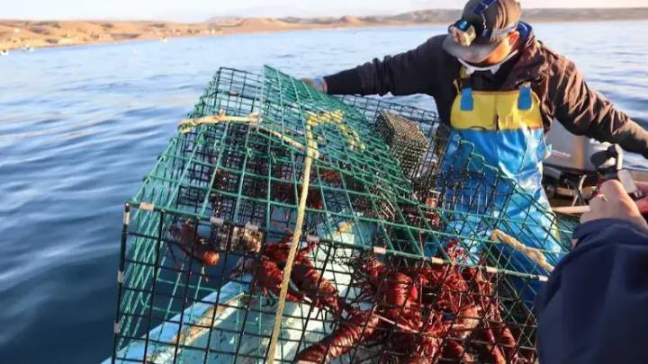 Langosteros de Mazatlán prevén buena temporada de la especie en la bahía