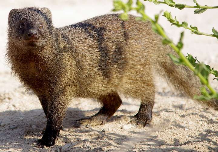 El enemigo 'invisible' del ganado