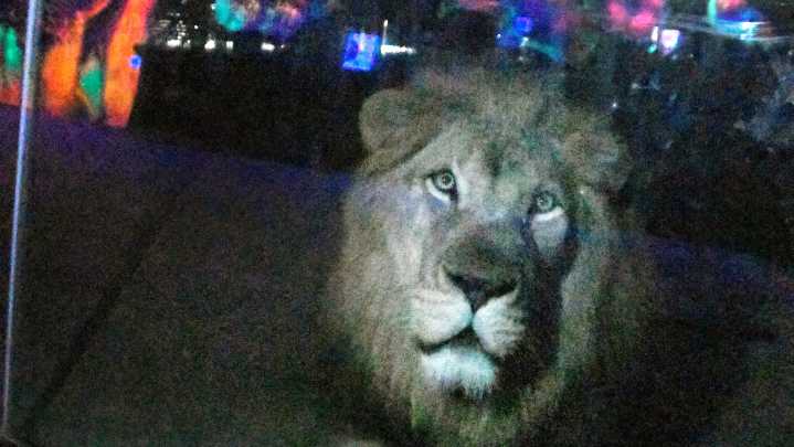 Brevard Zoo Lion Checks Out a Lion Mural at New Nightime Art