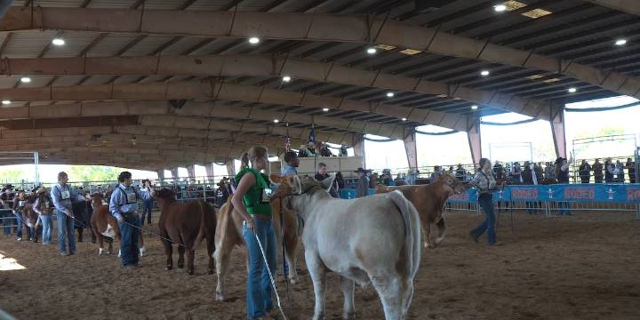 Annual livestock show and rodeo returns to Brenham
