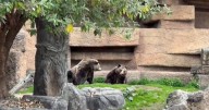 Interim San Francisco Zoo co-CEO talks about plans to revitalize the zoo