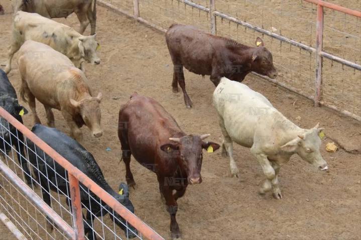Continúa el Estado apoyando a ganaderos ante bloqueos en fronteras