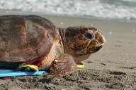 Endangered loggerhead sea turtle released to Atlantic Ocean from Florida beach