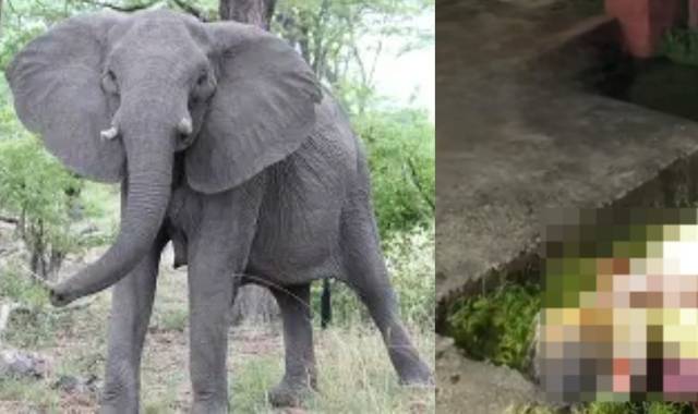 Elderly Woman Killed in Elephant Attack in Rourkela