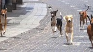 Supreme Court orders nationwide removal of stray dogs from public places amid rising bite incidents
