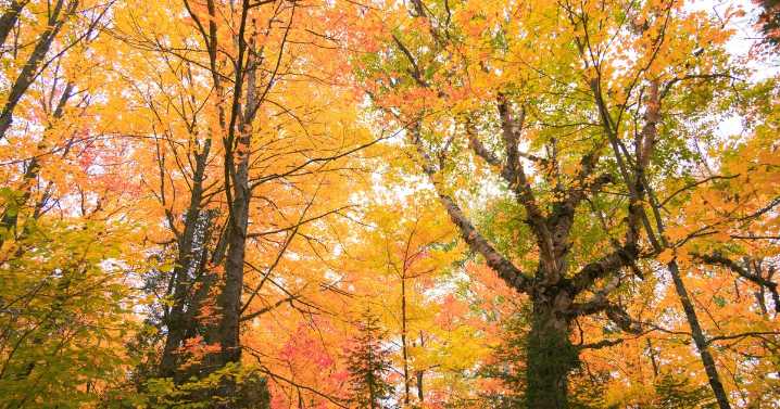 Forecast for Twin Cities is mostly dry and mild for next several days