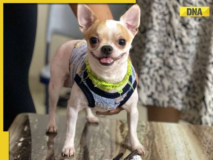 Bengaluru shocker! Viral video shows domestic help assaulting pet dog who dies