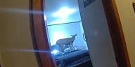 Oh, deer! Watertown Police respond to unexpected burglar on rental property