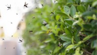 Adiós mosquitos: estas plantas con respaldo científico ayudan a mantenerlos lejos