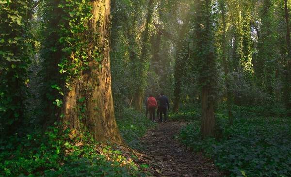 Bosque Encantado: el bosque mágico a 2 horas de CABA