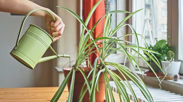 Keep Spider Plants Happy All Winter Long With These Essential Tips