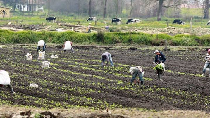 Estos son los principales delitos en el Agro Colombiano, según experto: desarrollo y justicia