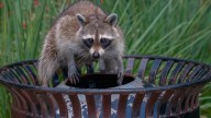 Scientists discover your garbage is literally changing raccoon DNA