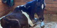 Washington horse rescue speaks out after taking in malnourished horses; one euthanized