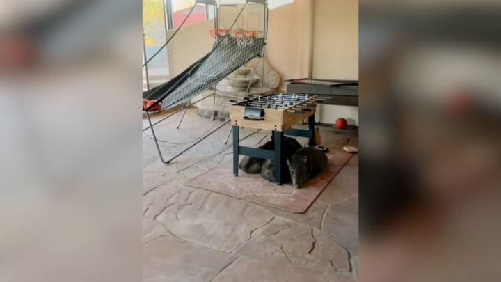 Arizona Woman Finds Three Wild Guests Lounging Beneath Her Foosball Table