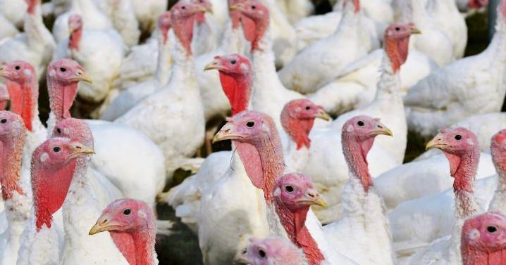Feast savings: Turkey costs dip 5% for Thanksgiving