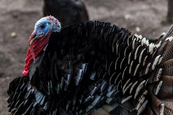 Turkey Run Scavenger Hunt takes clues off