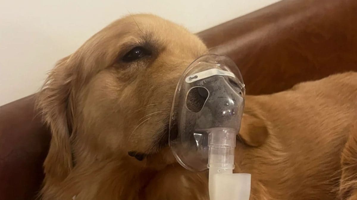 Delhi Golden Retriever On Nebuliser As Smog Triggers Bronchitis: ‘Air Pollution Ko Toh Koi Seriously Le Nahi Raha’