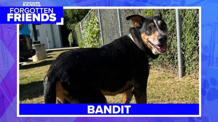 Mixed breed dog named Bandit has never had his own home