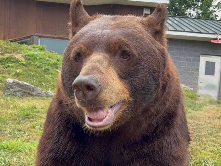 ZooAmerica shares loss of animal with ‘exceptional personality and gentle spirit’