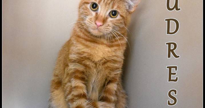 CHA Pet of the Week: Budress