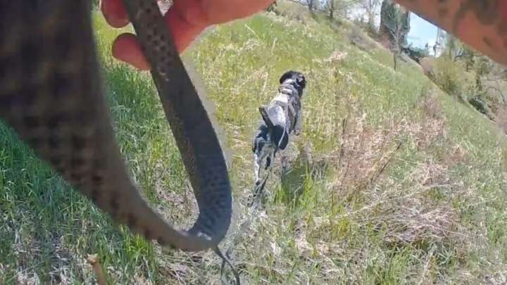 Colorado Police Race To Find Missing Woman And One Dog Saves The Day