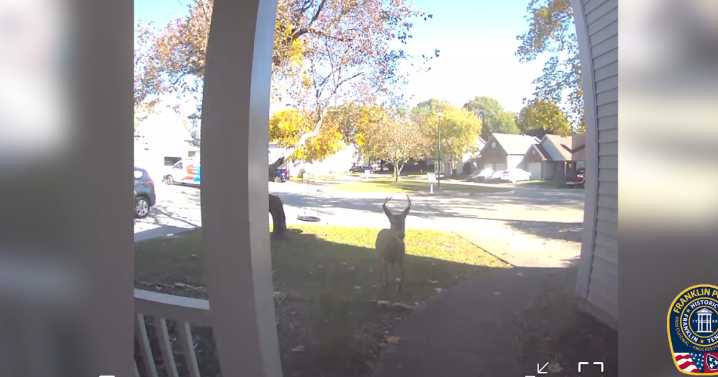 Buck crashes through two Franklin homes, startling family in rare break