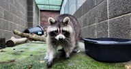 Raccoon caught roaming freely in woman’s yard rescued