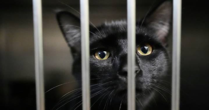 Families on SNAP worry about not just feeding themselves but also their pets