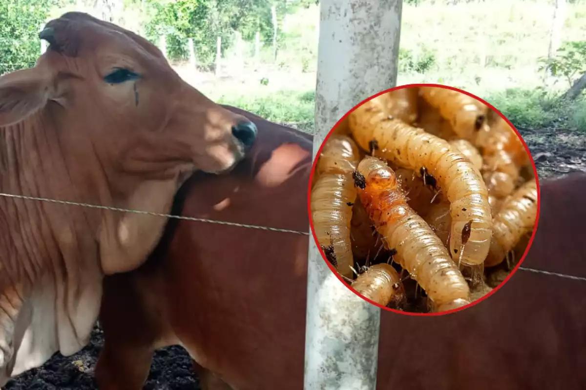 Alertan por aumento de casos de gusano barrenador en Lázaro Cárdenas y falta de registros