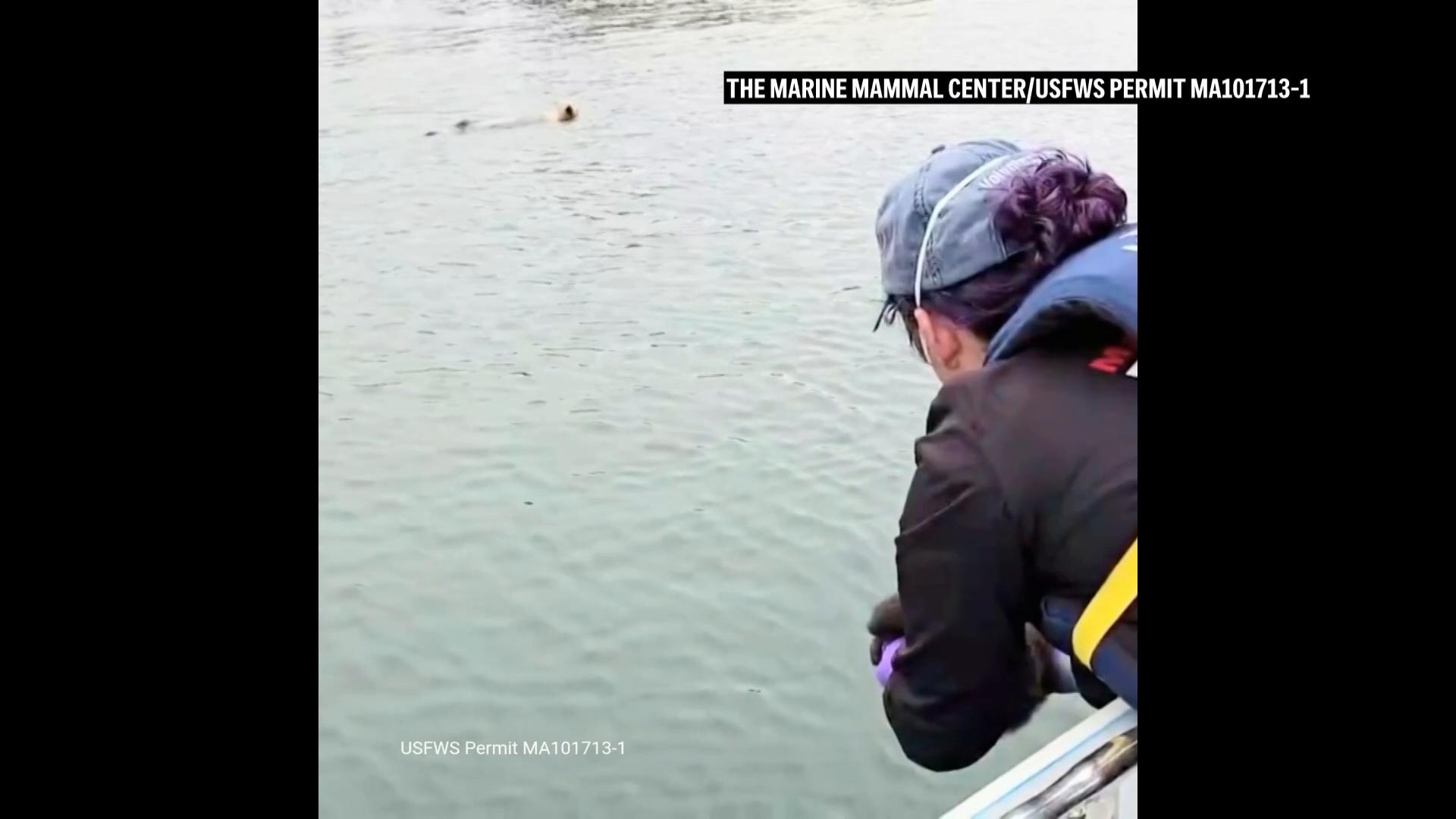Baby sea otter is reunited with mother in California after long search