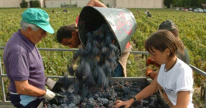 France's 2025 wine output forecast at historic lows