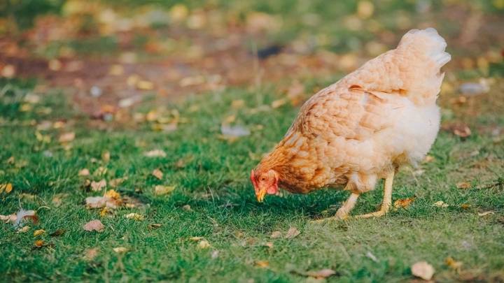Tranquilidad ante la gripe aviar: los huevos de gallinas y la carne de aves valencianas están en una "situación óptima"