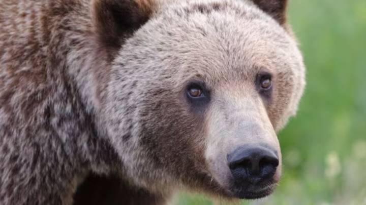 B.C. students, teacher injured in Bella Coola grizzly attack