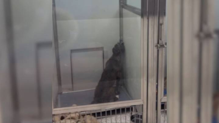 Georgia Puppy Who Stared At The Wall After Being Surrendered Twice Finally Gets The Family She Deserved