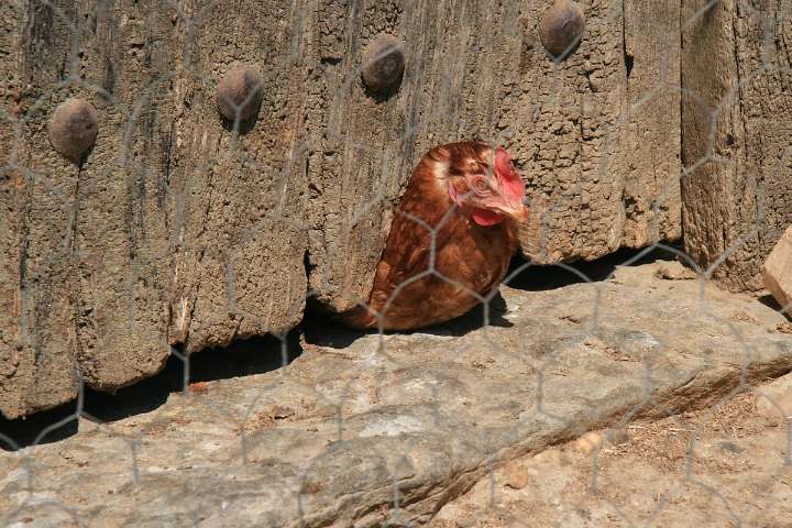 España prohíbe criar aves al aire libre ante el aumento del riesgo de gripe aviar