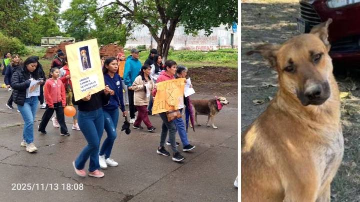 La triste historia de Gringo: lo abandonaron, lo adoptó la gente y terminó siendo asesinado