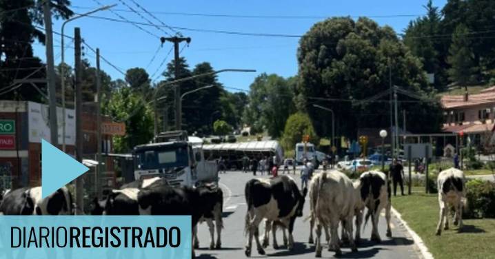 Camión que transportaba ganado volcó y las vacas salieron corriendo por la calle
