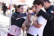 Esteriliza DABA gratuitamente a 708 mascotas en tres jornadas del fin de semana