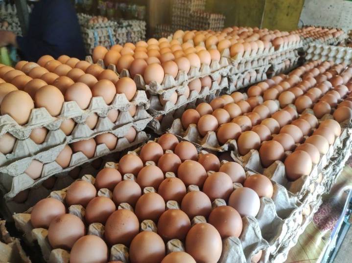 Hatching egg production to increase
