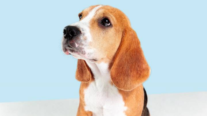 Estas son las 5 razas de perros más fieles del planeta