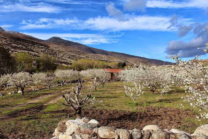 El Valle del Jerte, Premio Nacional de Turismo 2025 al Mejor Destino Rural y de Naturaleza More