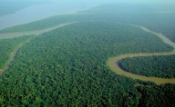 Bosques de África pasan de sumideros de carbono a fuentes de emisión