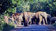 Three trampled to death in separate elephant attacks in Odisha