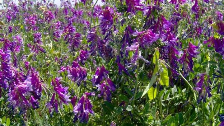 Cultivos de servicio: aliados del control biológico de plagas