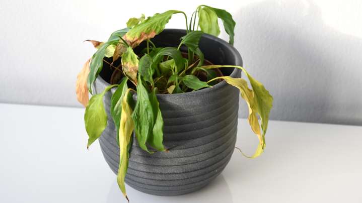 Why The Leaves On Your Beginner-Friendly Peace Lily Are Drooping (& How To Fix It)
