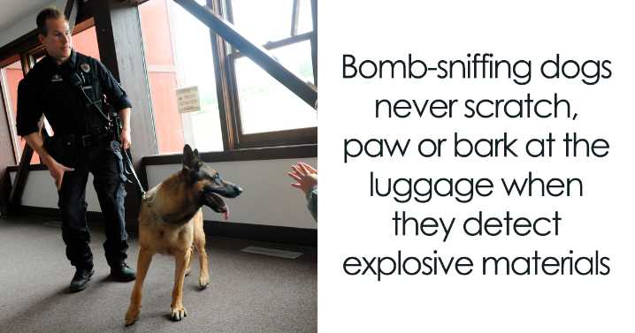 Here Are 26 Dog Facts That You Probably Didn’t Know