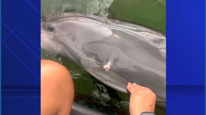 Photos reveal dolphins injured during a ride from one Florida attraction to another