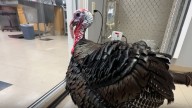 Viral turkey recovering after trying to protect 'fowl friends' from dog attack